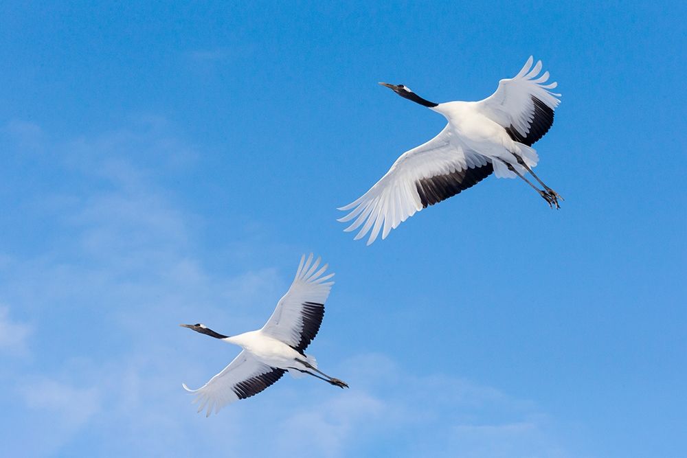 Japan-Hokkaido-Kushiro Two red-crowned cranes fly into the crane center art print by Ellen Goff for $57.95 CAD